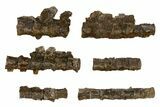 Fossil Mosasaur (Platecarpus) Vertebra String - South Dakota #322098-2